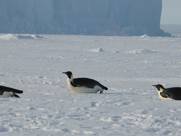 Pinguine beim rutschen
