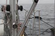 Grindwale vor Bodö Norwegen