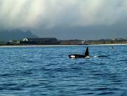 Orkas vor Andenes Norwegen